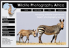 See Wildlife Photography Africa website